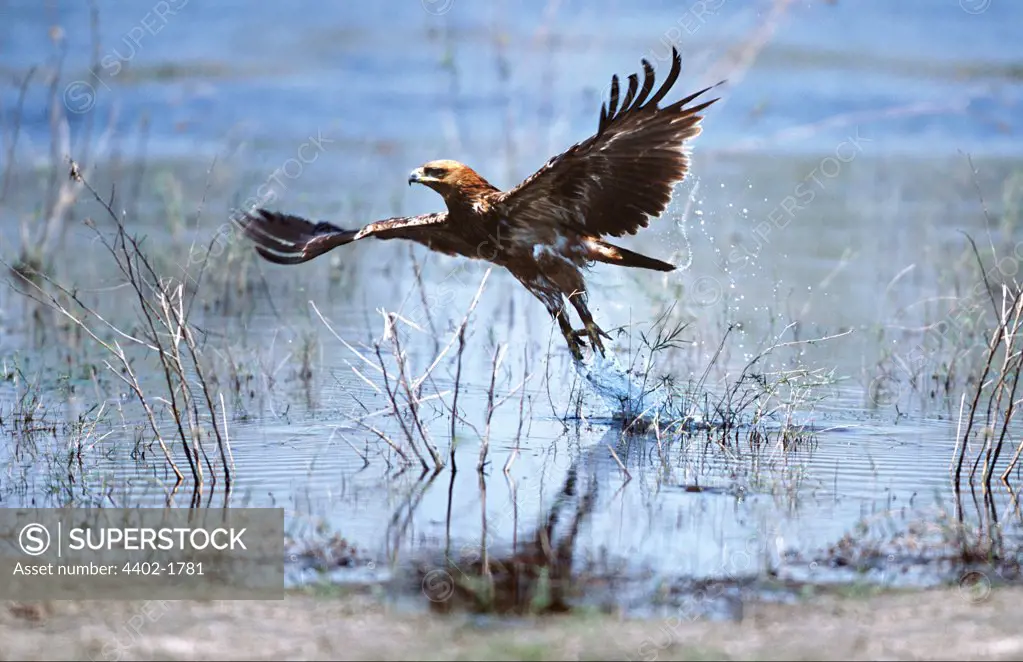 Tawny eagle attempting to catch a fish, Okavango Delta, Botswana