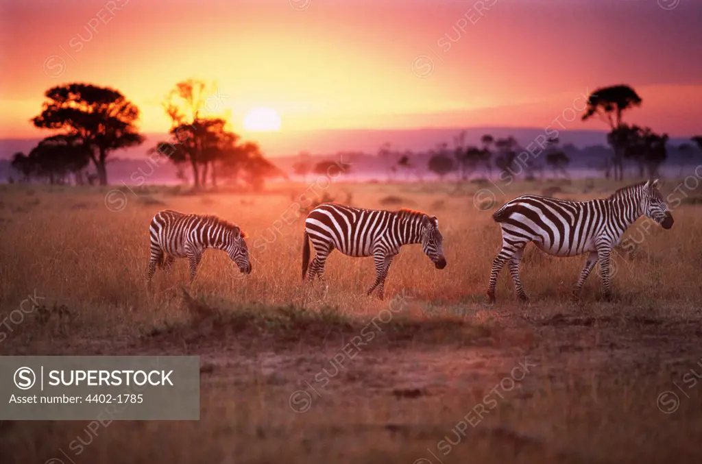 Zebras at dawn, Masai Mara, Kenya