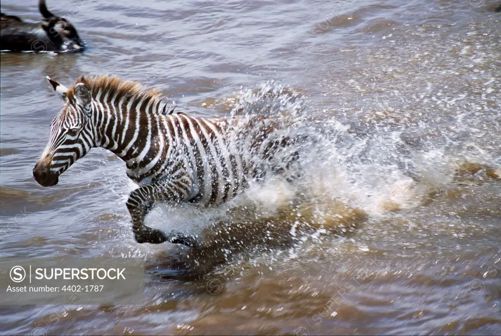 Burchell's zebracrossing Mara river during the Great Migration, Kenya