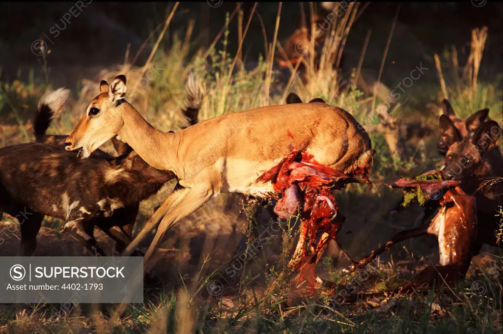 African wild dogs killing impala, Botswana