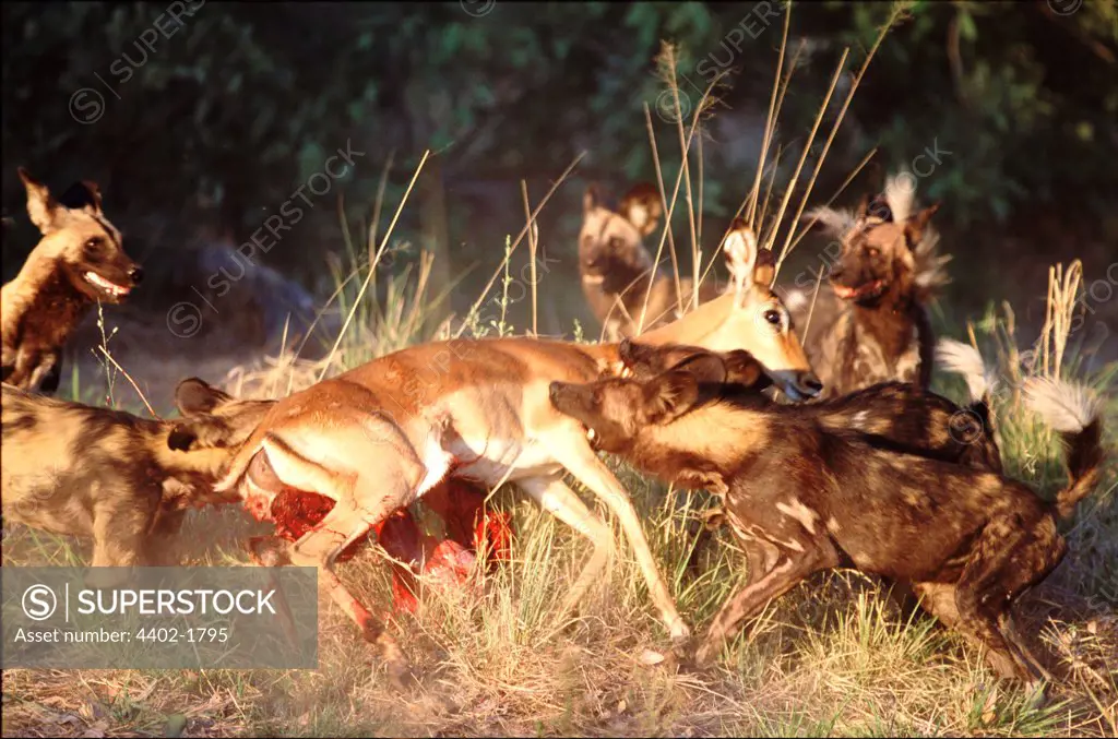 African wild dogs killing impala, Botswana