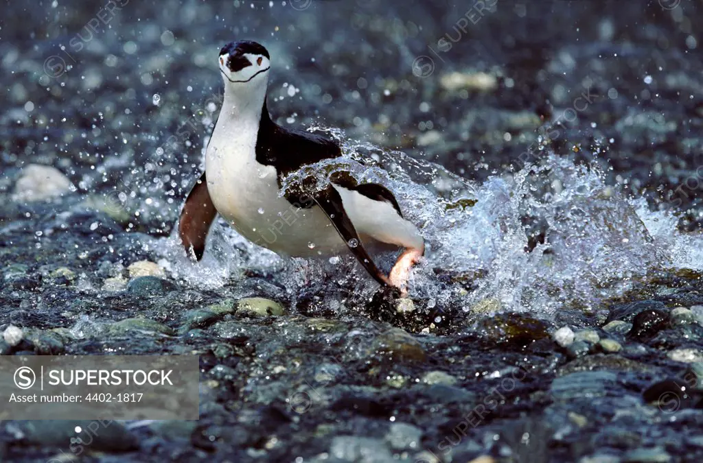 Chinstrap penguin running out of water, Antarctica