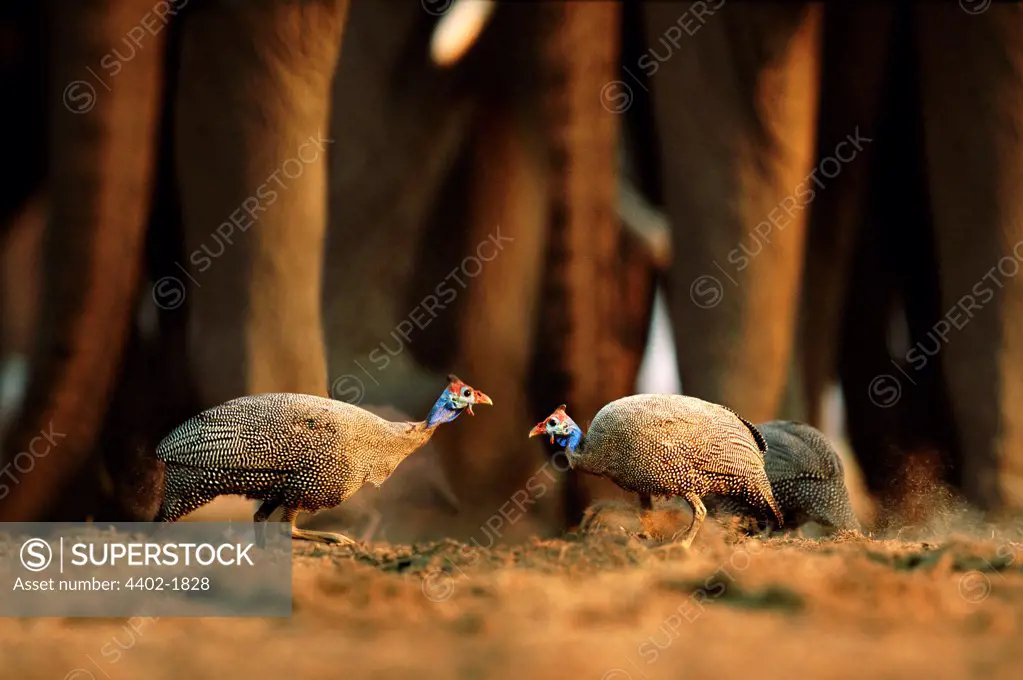 Crowned Guineafowl and African elephant at the waterhole, Savute, Botswana