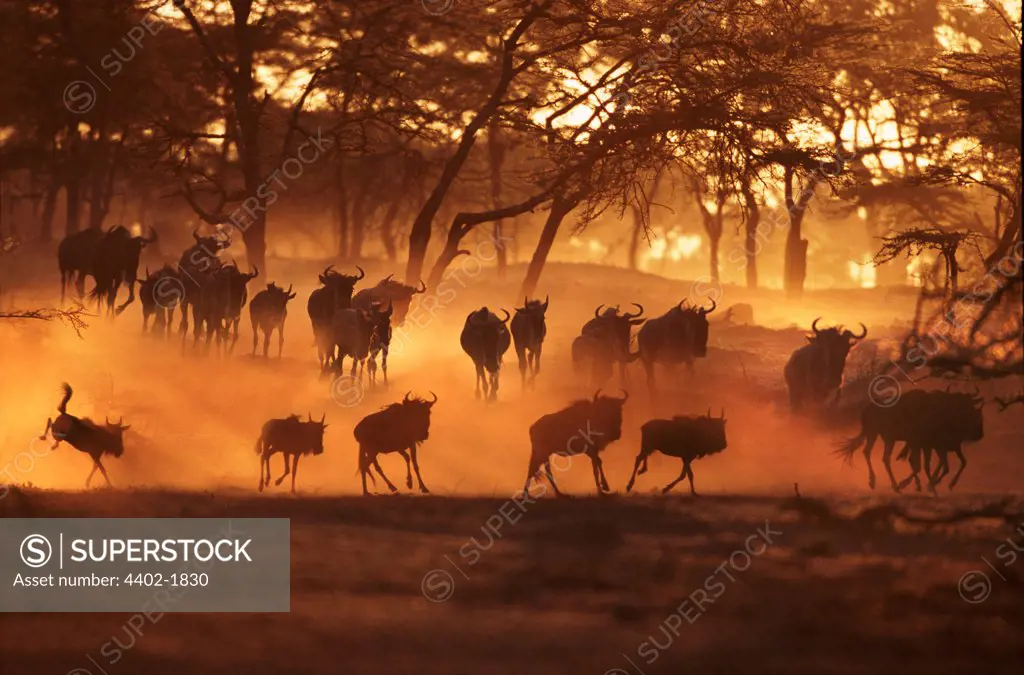 Wildebeest at sunrise, Masai Mara, Kenya