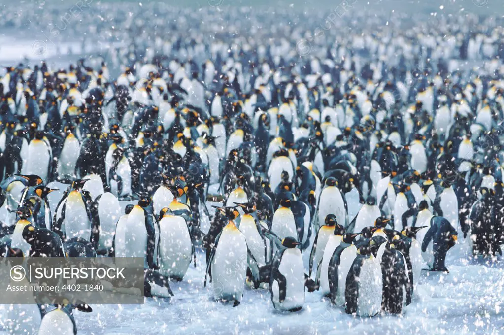 King Penguins in the snow, South Georgia