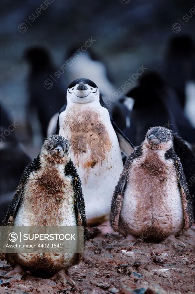 Chinstrap Penguins, Antarctica