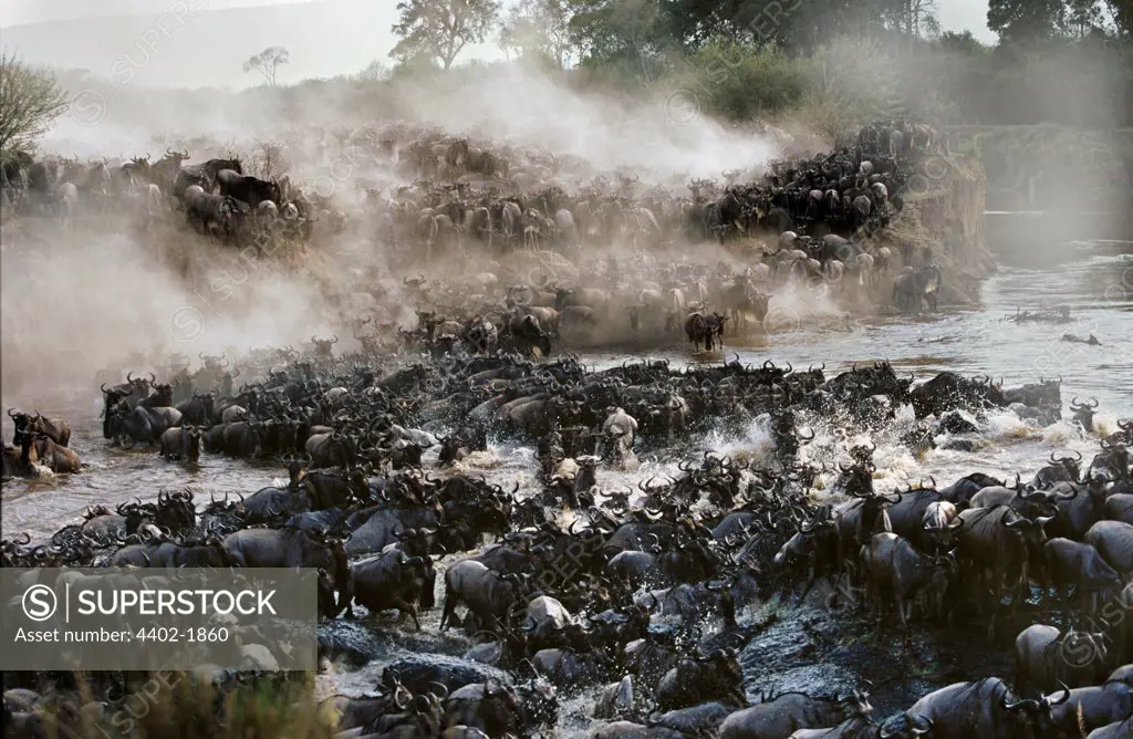 Wildebeest  crossing Mara River during the Great Migration, Kenya