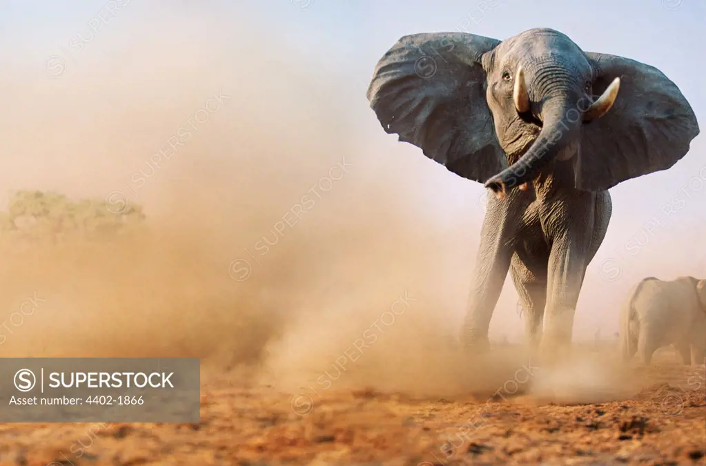 Charging bull African elephant, Savute, Botswana