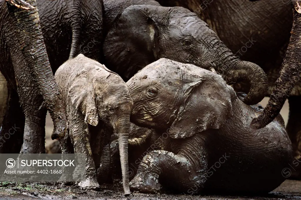 African elephant family wallowing in mud, Masai Mara, Kenya