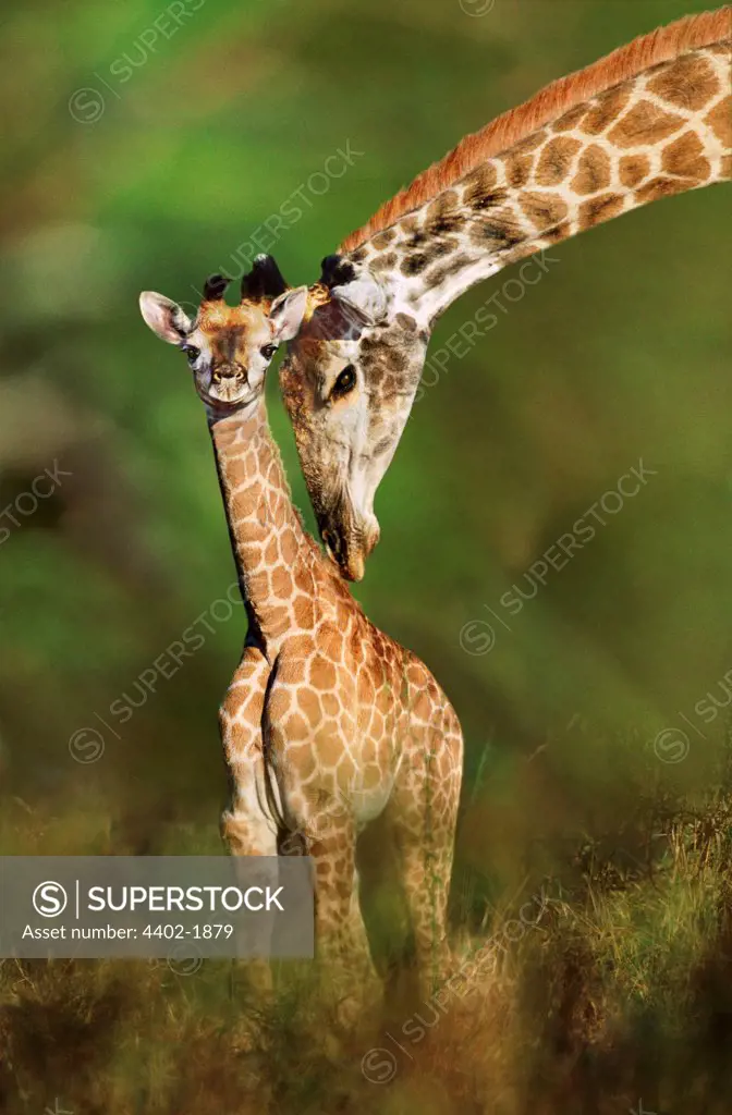 Giraffe and young, South Africa