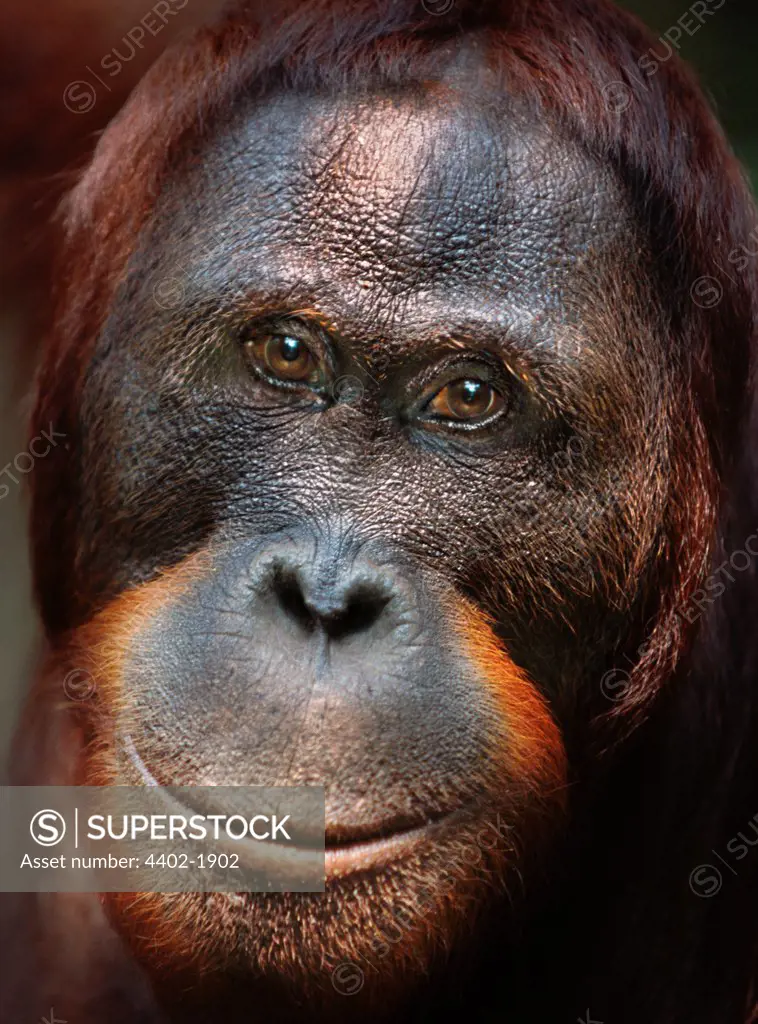 Bornean orangutan, Tanjung Puting National Park, Borneo.