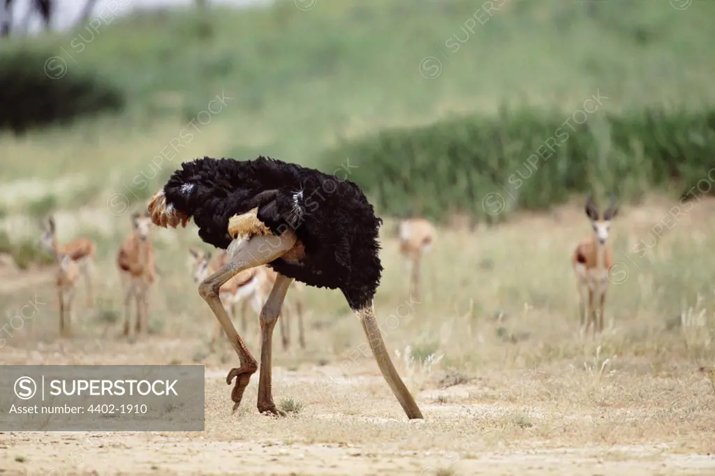 Ostrich with head in the sand (conceptual composite image)