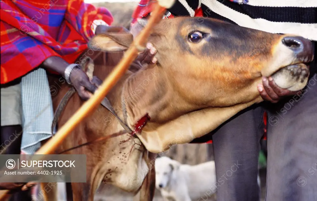 Maasai cow being bled to make the traditional Maasai blood/milk mixture which tribespeople drink, Kenya