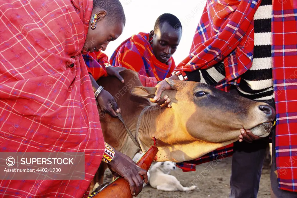 Maasai cow being bled to make the traditional Maasai blood/milk mixture which tribespeople drink, Kenya
