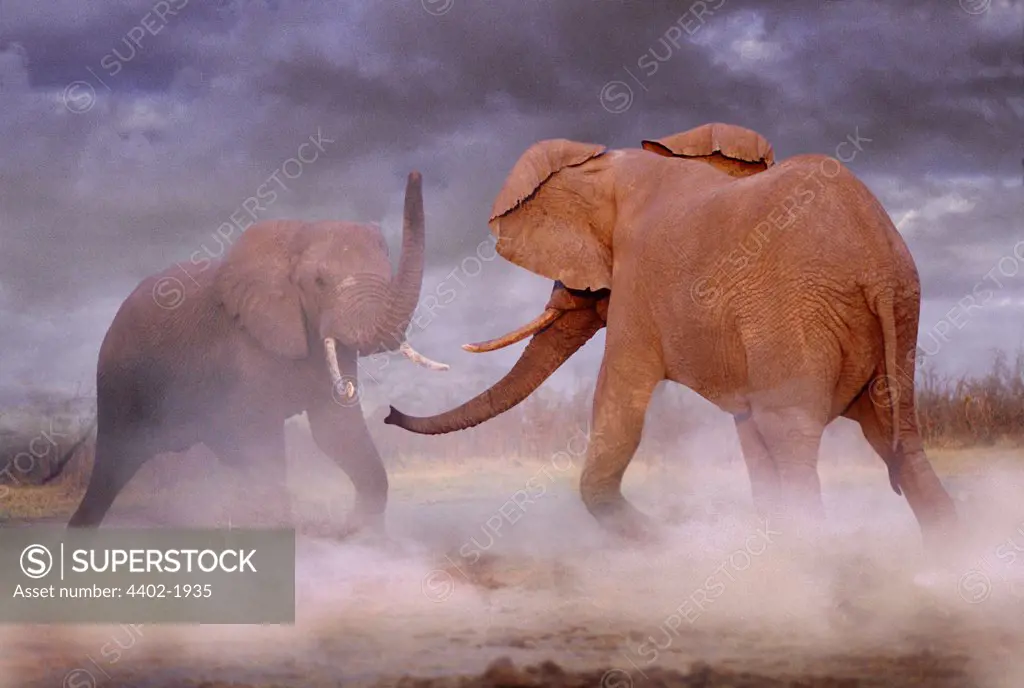 African elephants fighting, Botswana