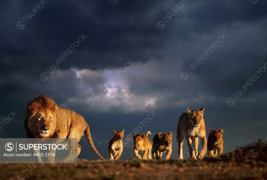 African lion family and stormy sky, Masai Mara, Kenya