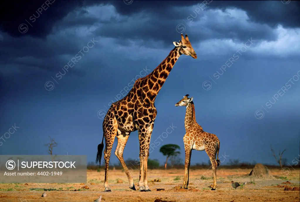 Giraffes, Savuti, Botswana.