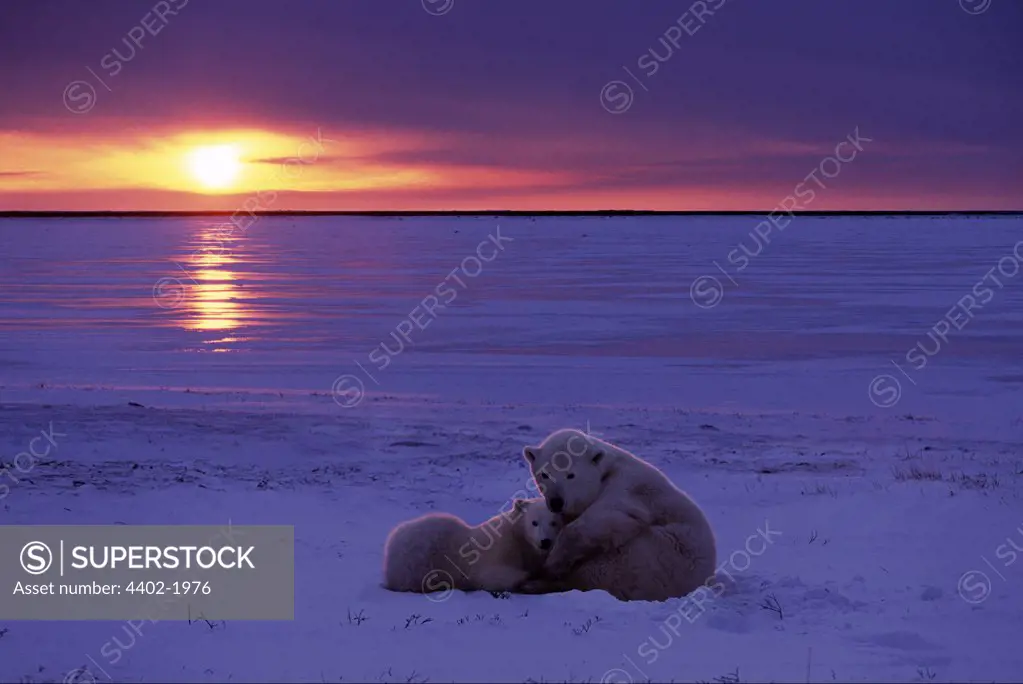 Polar bear mother and cub at sunset, Canada