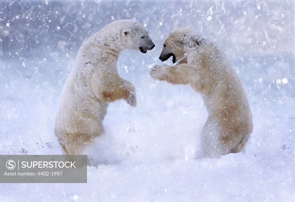 Polar bears fighting in blizzard, Cape Churchill, Manitoba, Canada