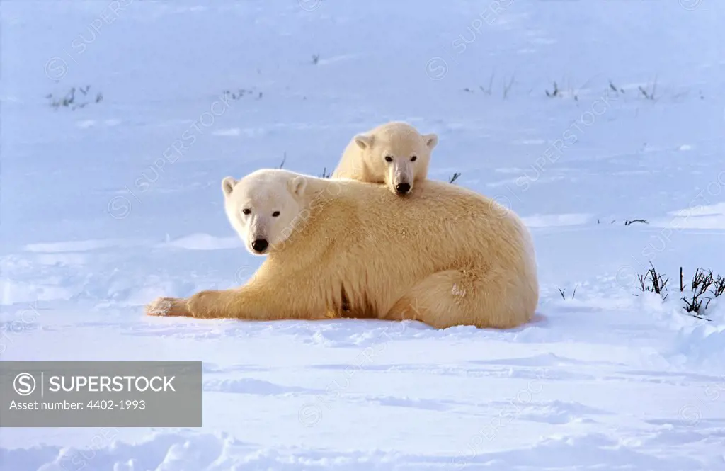 Polar Bear mother and cub, Cape Churchill, Manitoba, Canada.