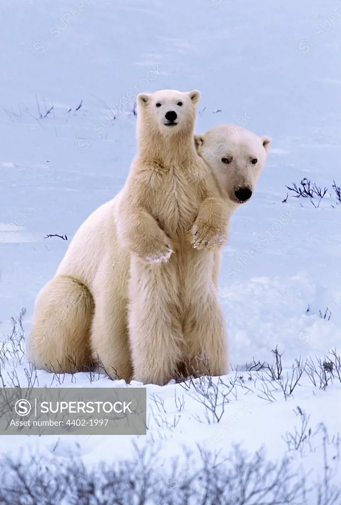Polar Bear mother and cub, Cape Churchill, Manitoba, Canada.