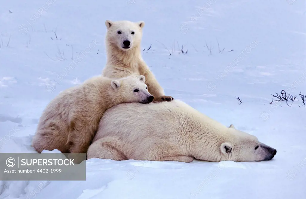 Polar Bear mother and cubs, Cape Churchill, Manitoba, Canada.