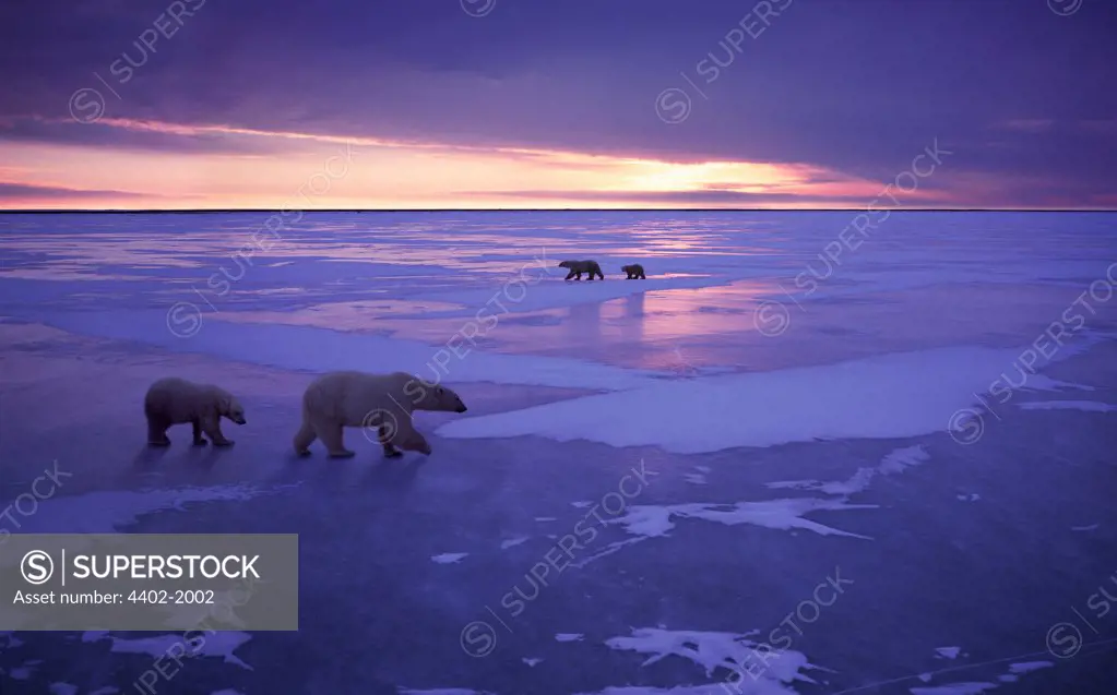 Two polar bear families walking on ice, Cape Churchill, Manitoba, Canada