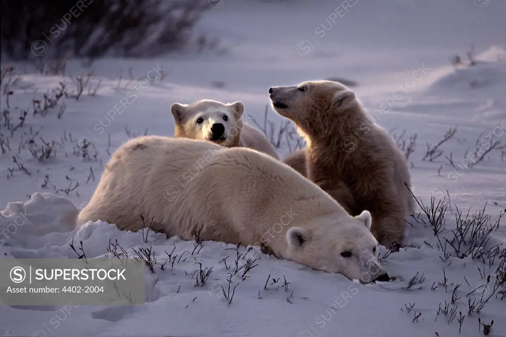 Polar bear mother with two cubs, Manitoba, Canada