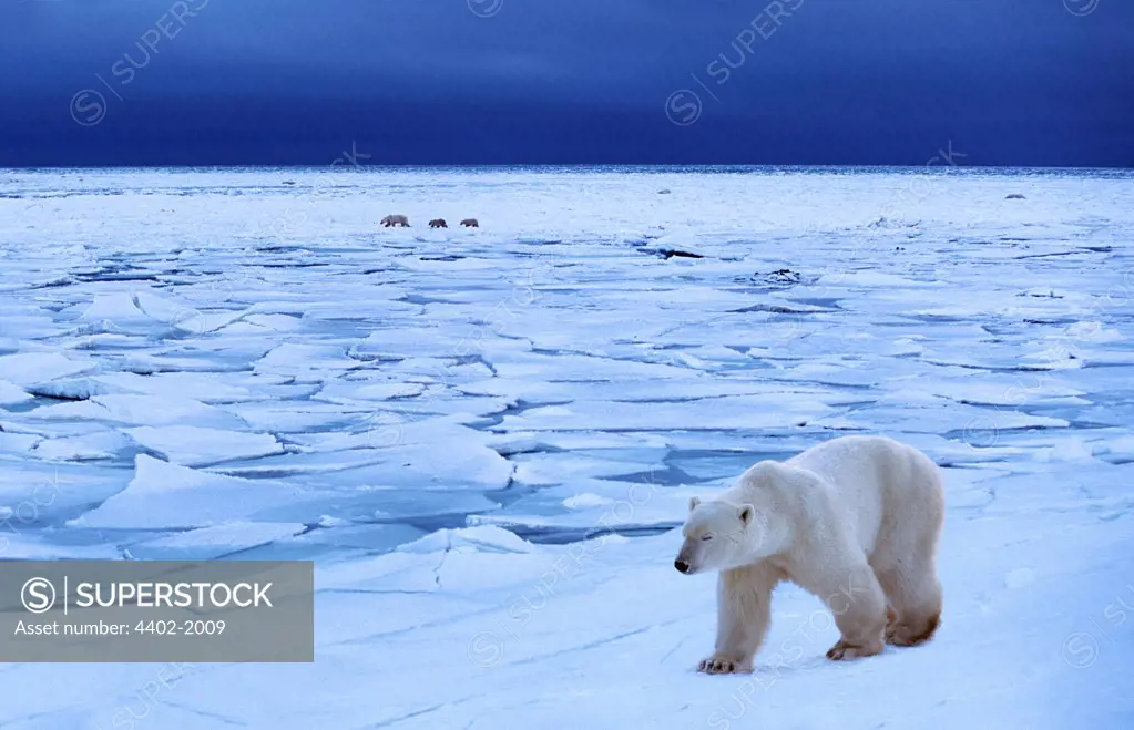 Polar bears walking on ice, Cape Churchill, Manitoba, Canada