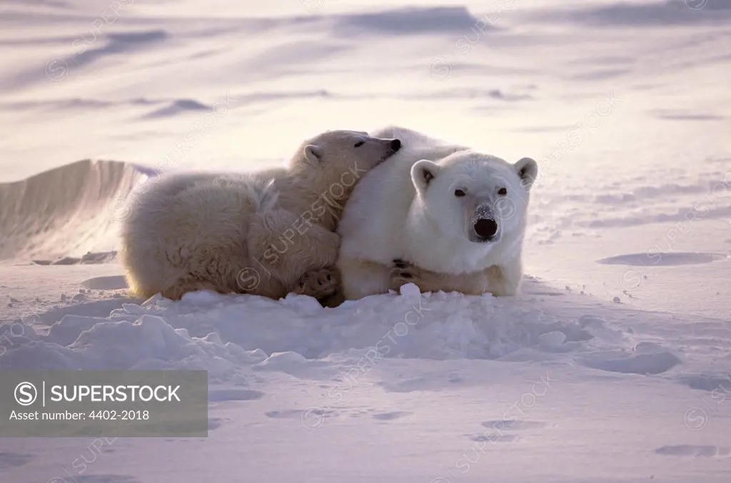 Polar bear mother and cub, Cape Churchill, Manitoba, Canada