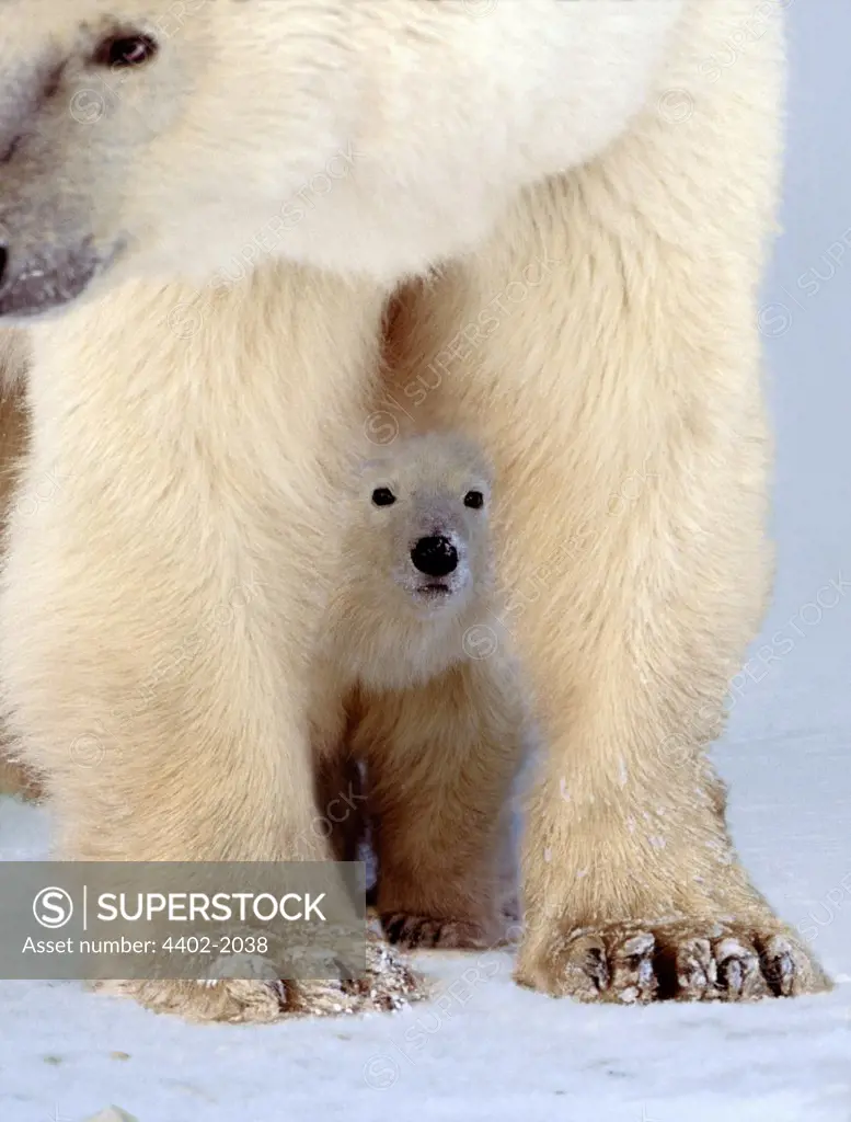 Polar bear and cub, Cape Churchill, Manitoba, Canada