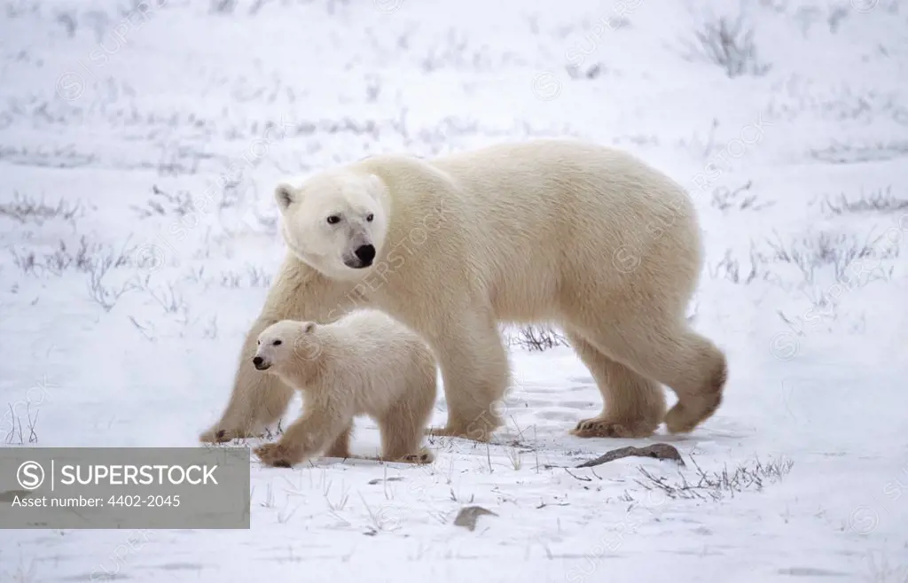 Polar bear mother and cub, Churchill, Manitoba, Canada