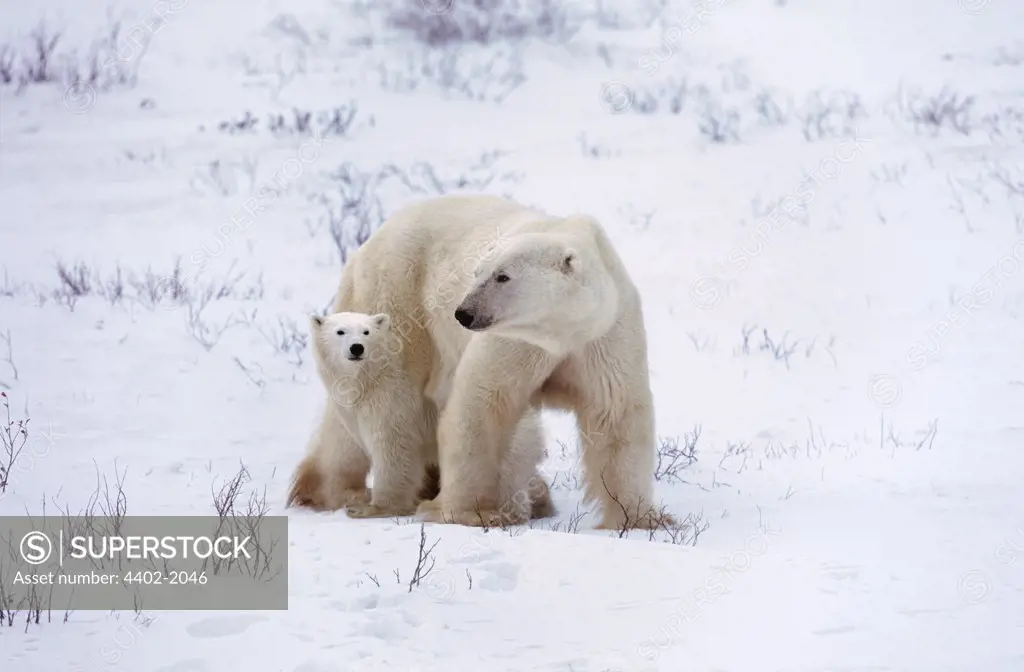 Polar bear mother and cub, Churchill, Manitoba, Canada