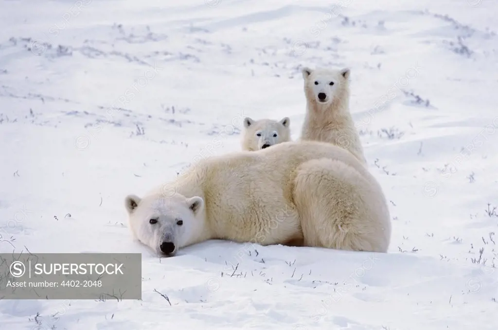 Polar bear mother and cubs, Churchill, Manitoba, Canada