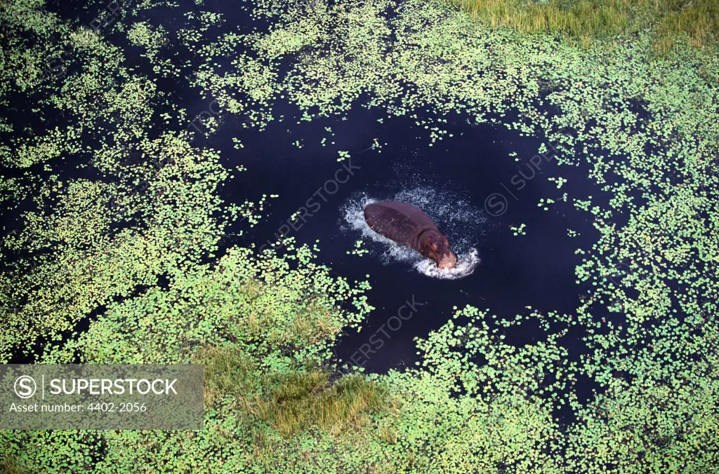 Hippo swimming in swamp, Okavango delta, Botswana