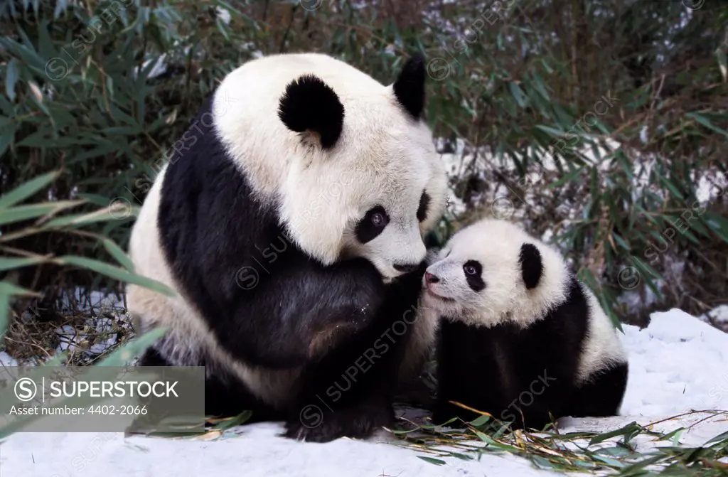 Mother and baby panda, Sichuan, China