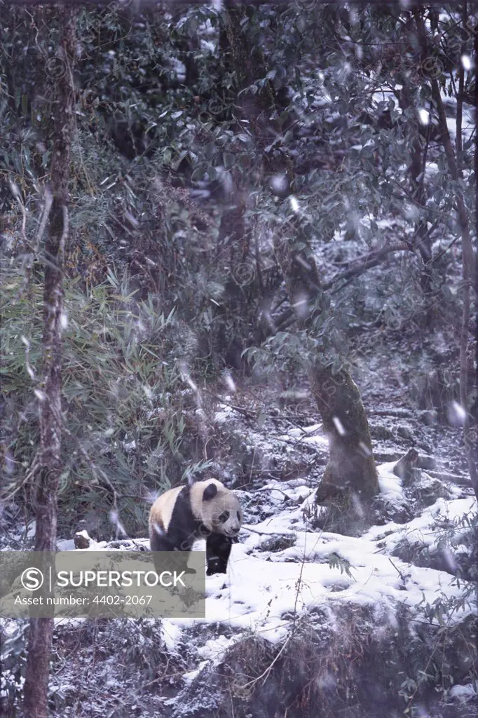 Giant panda, Sichuan, China