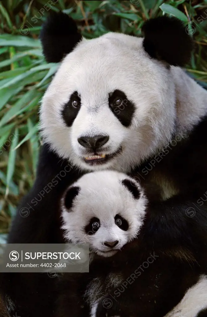 Panda mother with cub, Sichuan, China