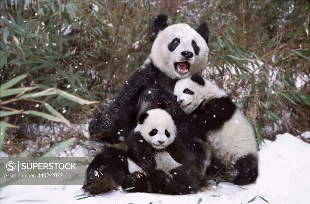 Panda mother and twin cubs in the snow, Sichuan, China