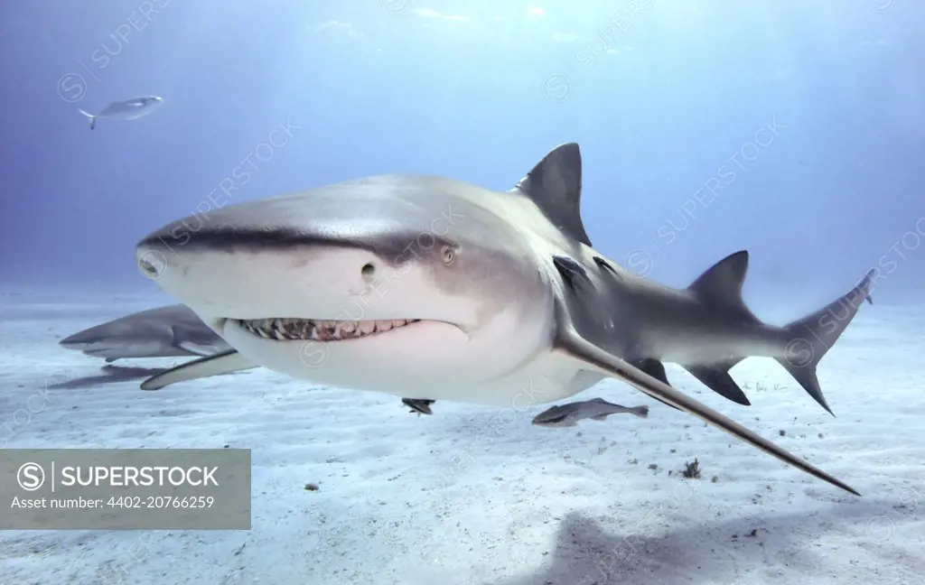 Caribbean reef shark, Bahamas., Carcharhinus perezi