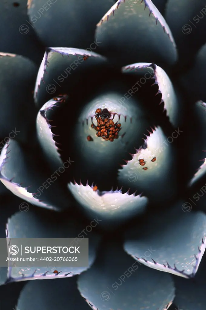 A group of ladybugs gathers on a blue agave in the Arizona desert in February., Coccinella septempunctata