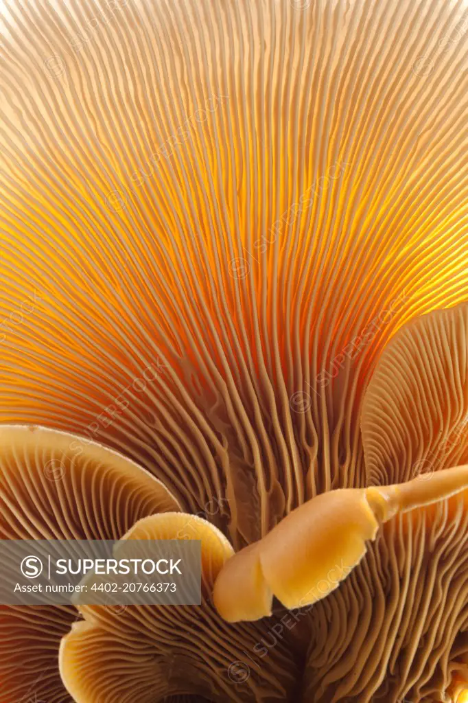 An underside view of a huge group of Oyster Mushrooms growing from a rotting tree trunk, Oregon, USA, Pleurotus ostreatus