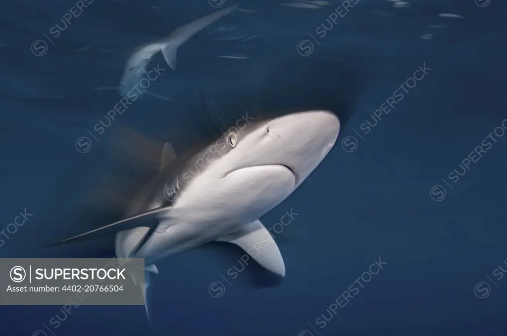 Silky Shark, Sudan, Carcharhinus falciformis