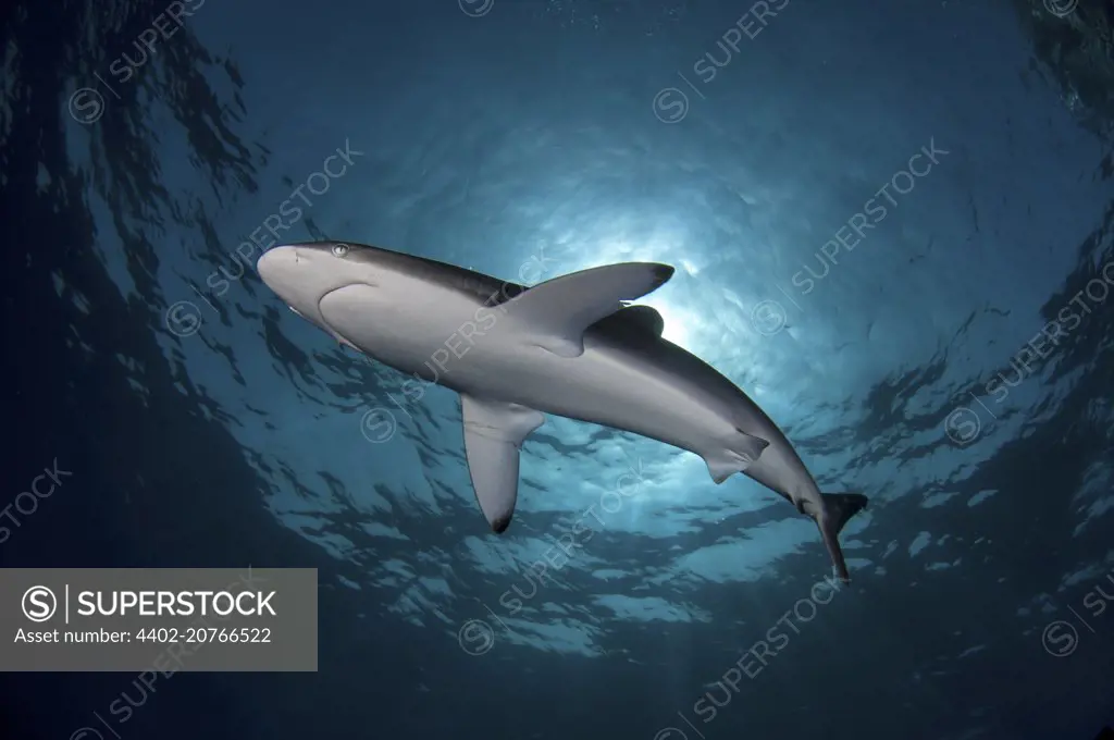 Silky Shark, Sudan, Carcharhinus falciformis