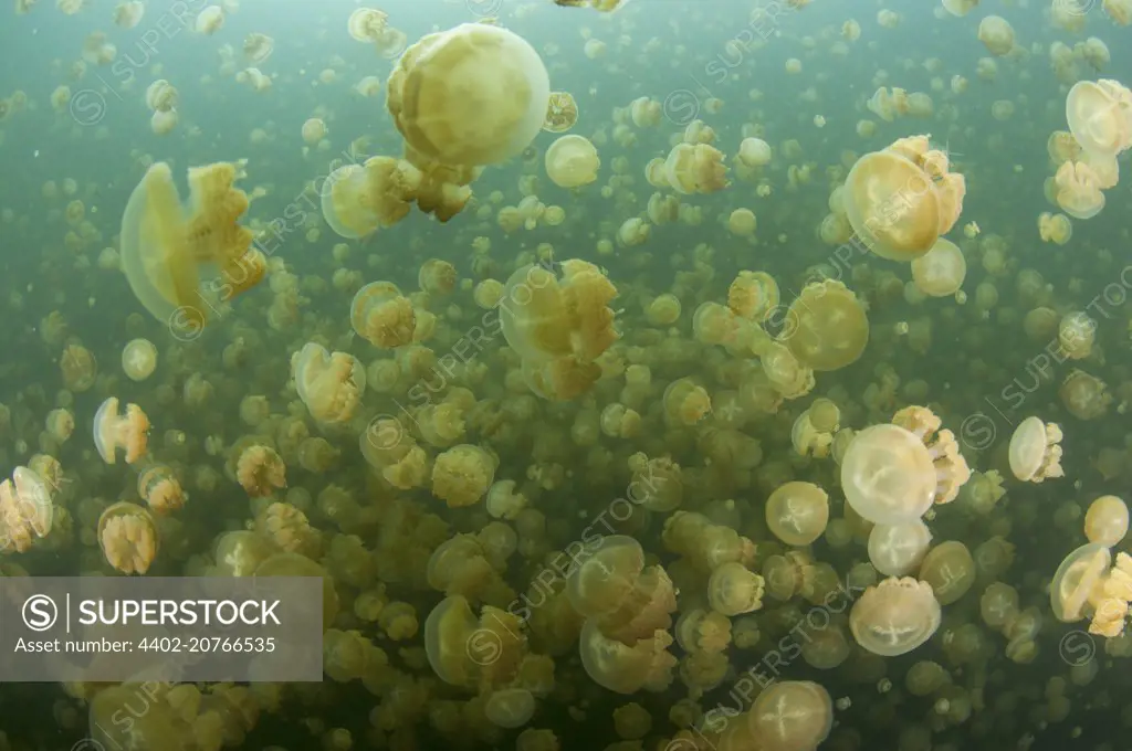 A group of jellyfish, Jellyfish lake, Palau, Mastigias