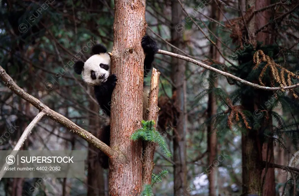 Giant panda climbing a tree, Sichuan, China