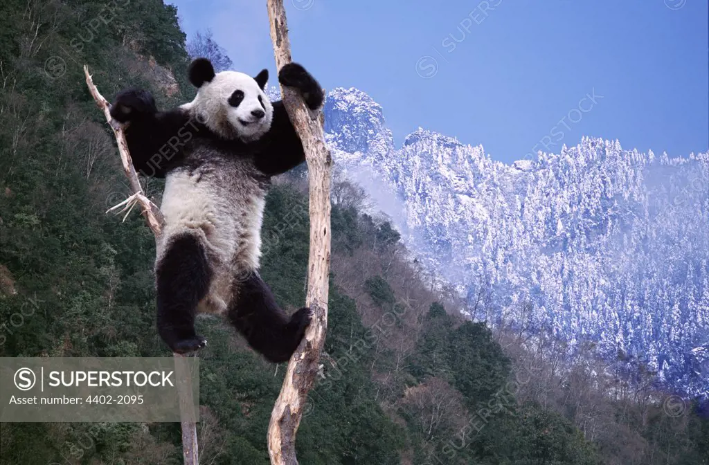 Panda climbing a tree, Sichuan, China