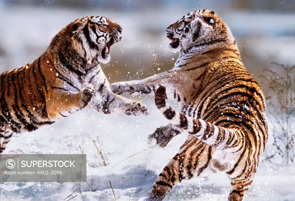 Siberian Tigers Fighting, China