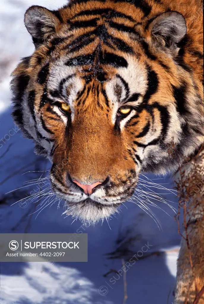 Siberian tiger, China