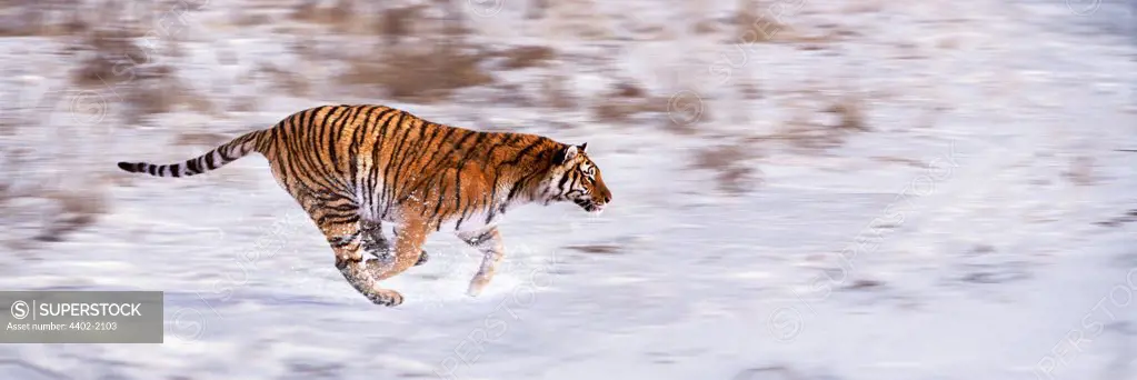 Siberian Tiger, China